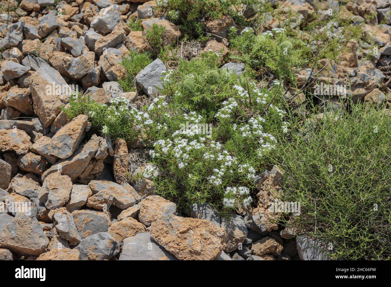 Drypis spinosa on the rocky ground on Mt Parnassus in Greece Stock Photo