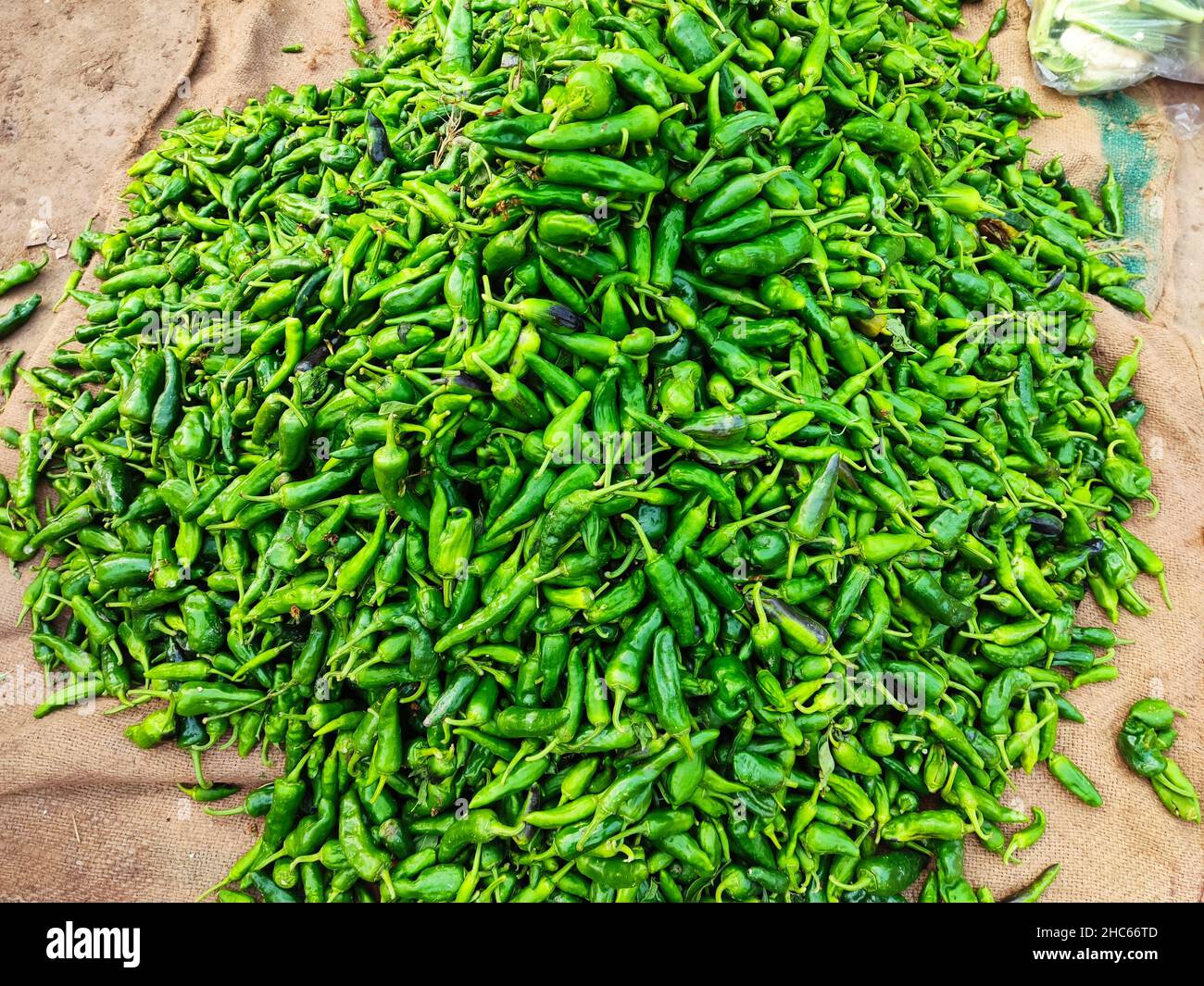 many fresh green chillies for sale in market , raw green chilli in bulk Stock Photo
