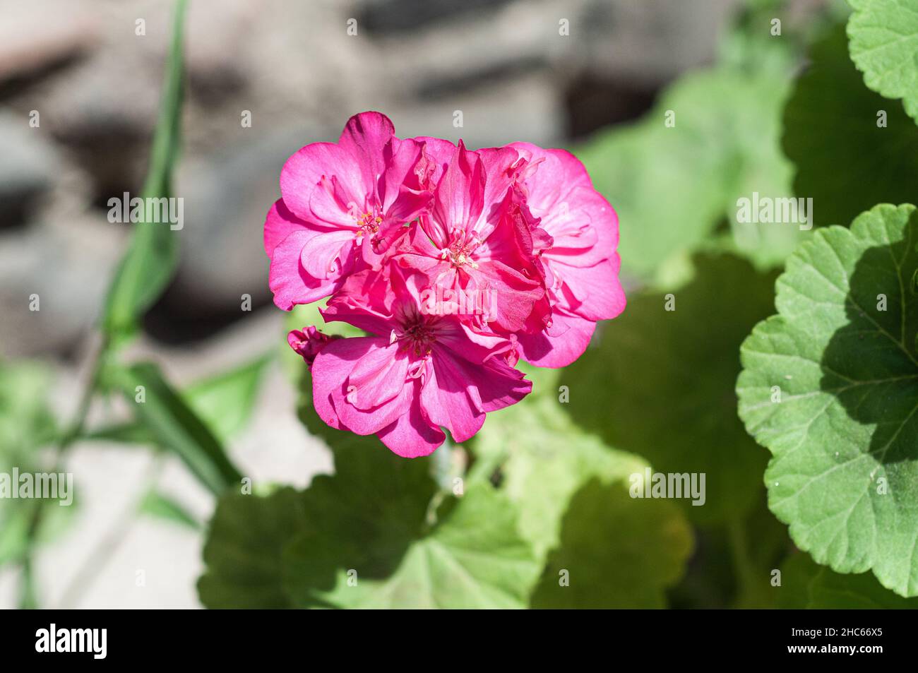 Pink flowers of pelargonium in the blurred natural background Stock Photo