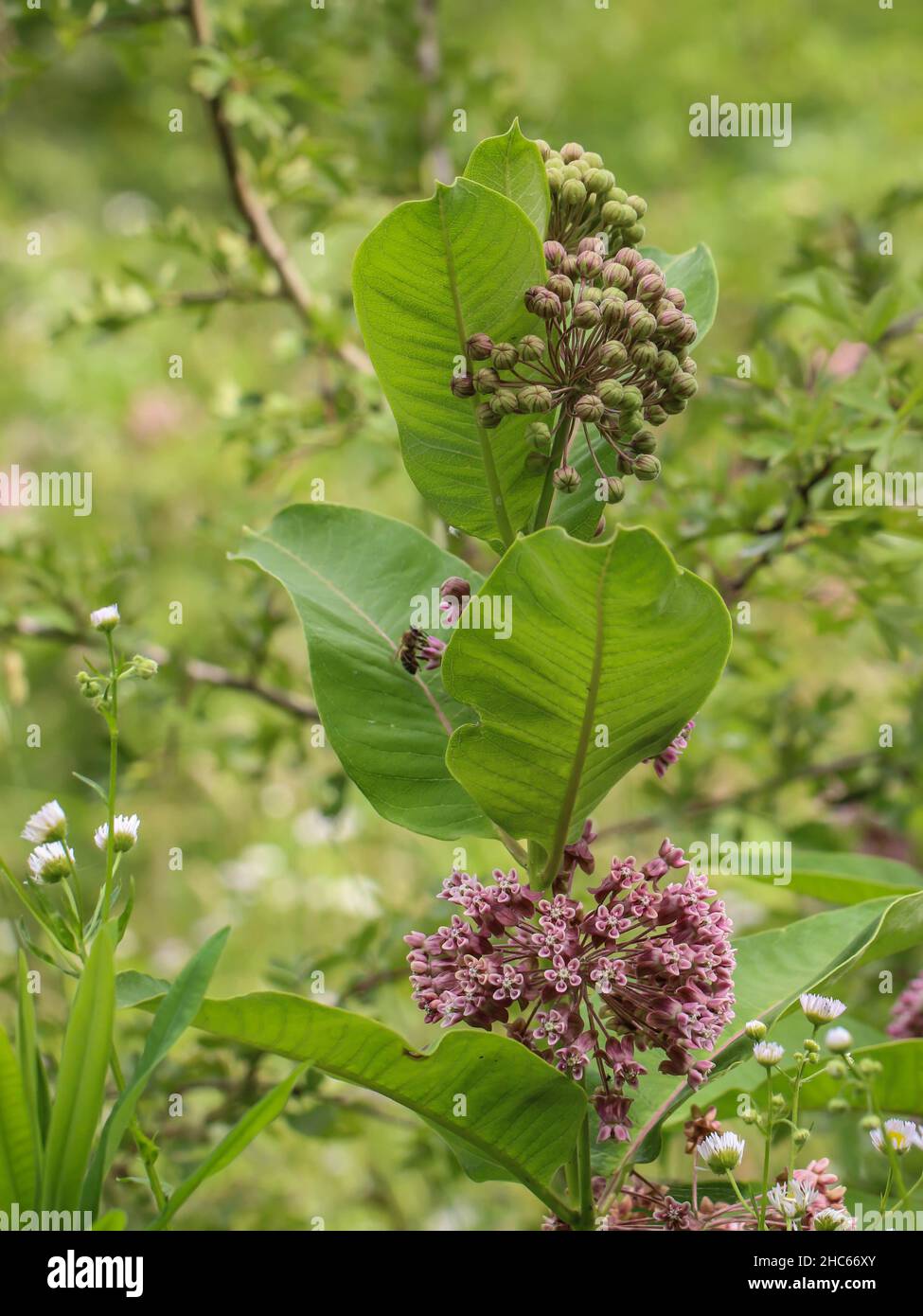 Pink flowers of common milkweed,  Asclepias syriaca in northwestern Serbia Stock Photo