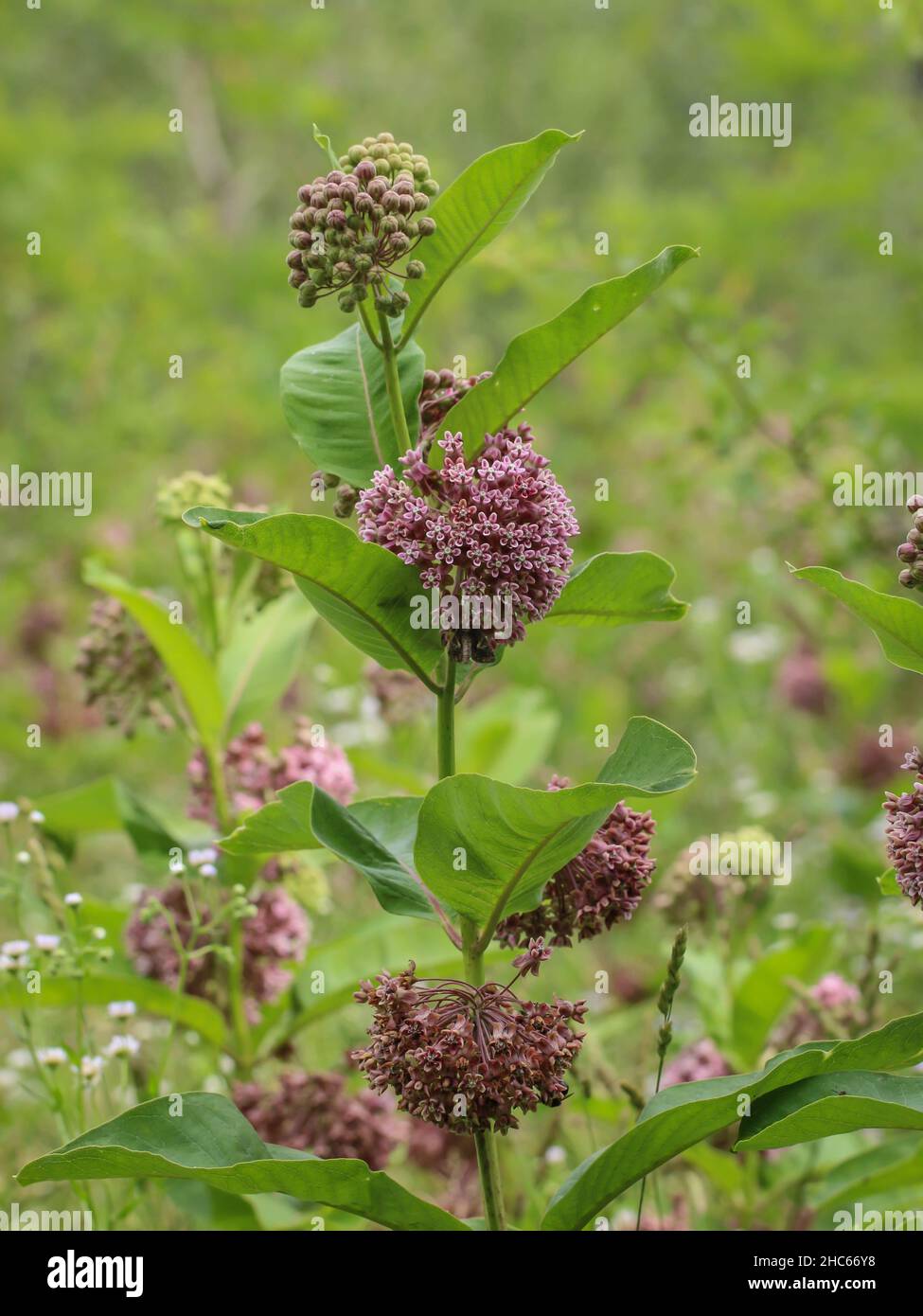 Pink flowers of common milkweed,  Asclepias syriaca in northwestern Serbia Stock Photo