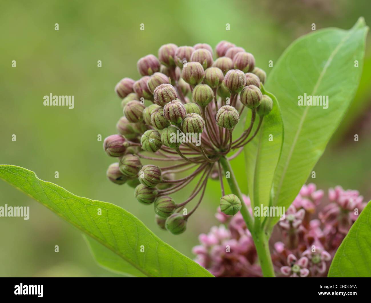 Pink flowers of common milkweed,  Asclepias syriaca in northwestern Serbia Stock Photo