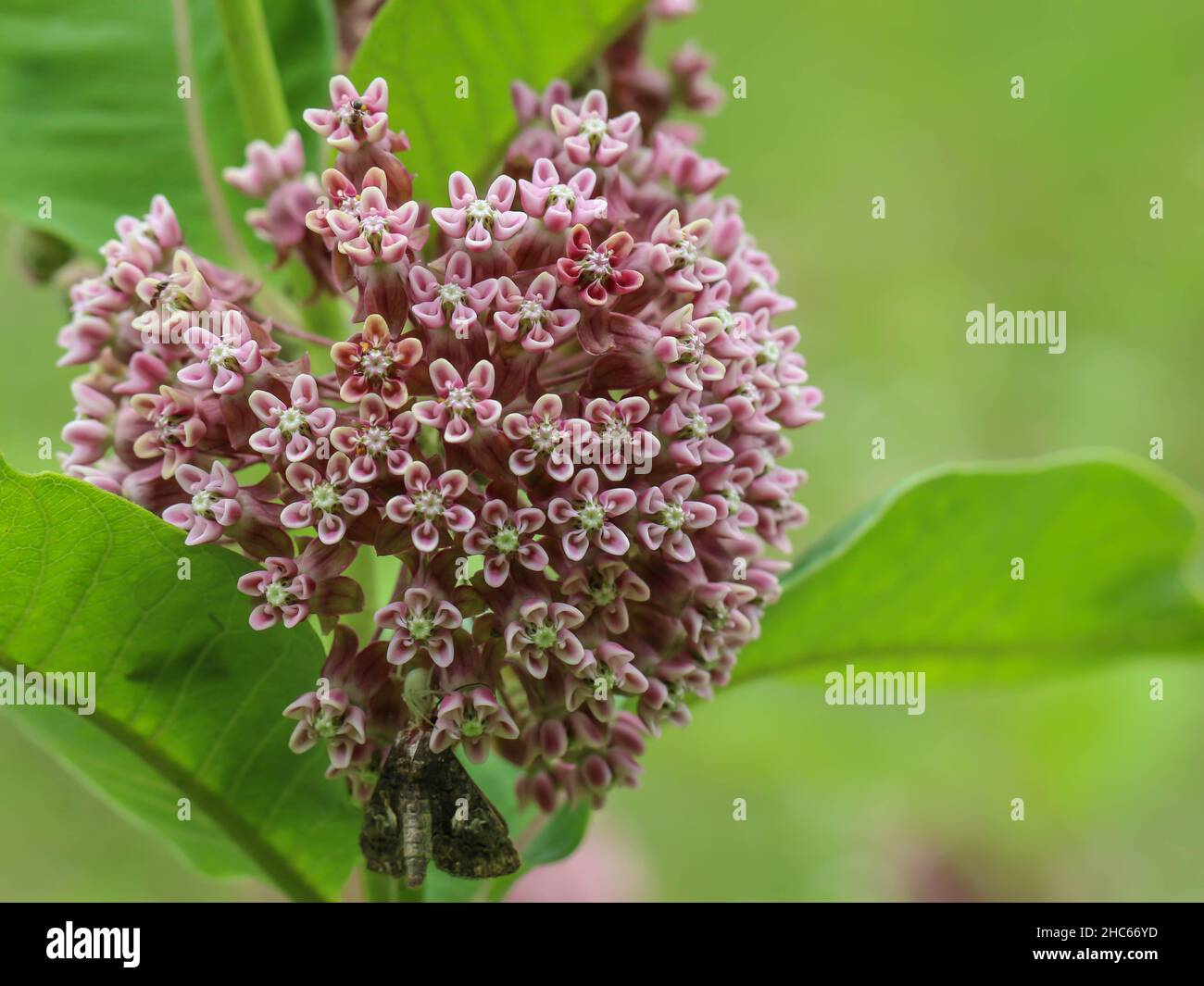 Pink flowers of common milkweed,  Asclepias syriaca in northwestern Serbia Stock Photo