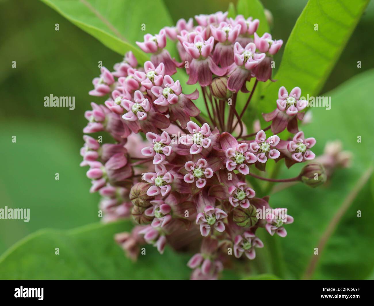 Pink flowers of common milkweed,  Asclepias syriaca in northwestern Serbia Stock Photo
