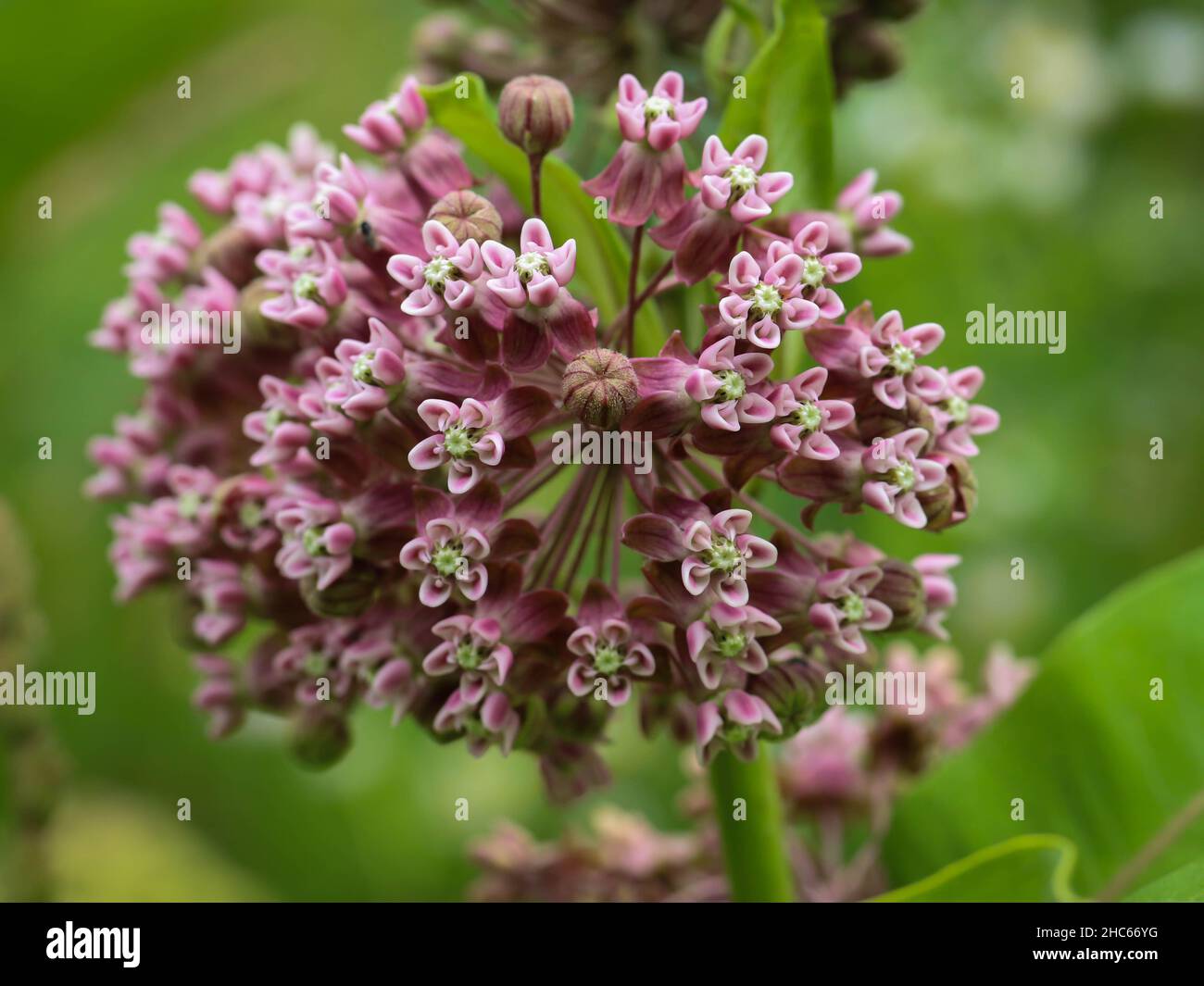 Pink flowers of common milkweed,  Asclepias syriaca in northwestern Serbia Stock Photo