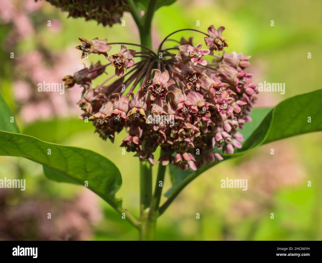 Pink flowers of common milkweed,  Asclepias syriaca in northwestern Serbia Stock Photo