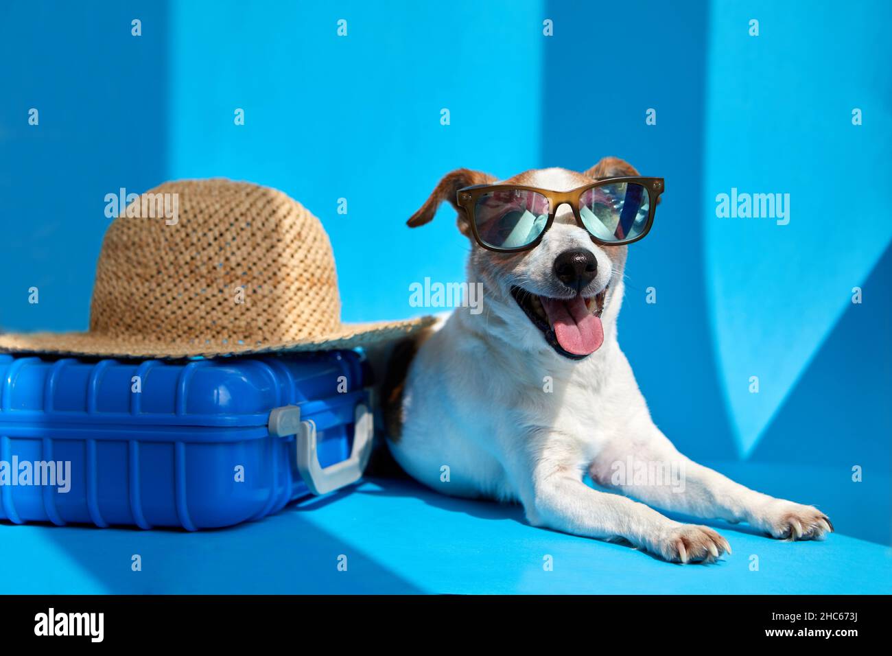 Cute dog breed Jack Russell Terrier in sunglasses lies with suitcase and straw hat isolated on blue studio background. Funny vacation and travel conce Stock Photo