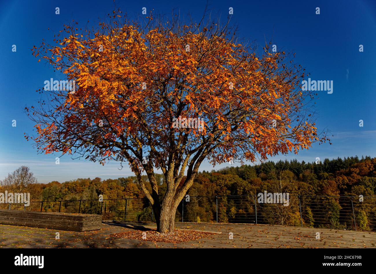 Beautiful autumnal tree in the middle of a field in Allschwil, Switzerland Stock Photo