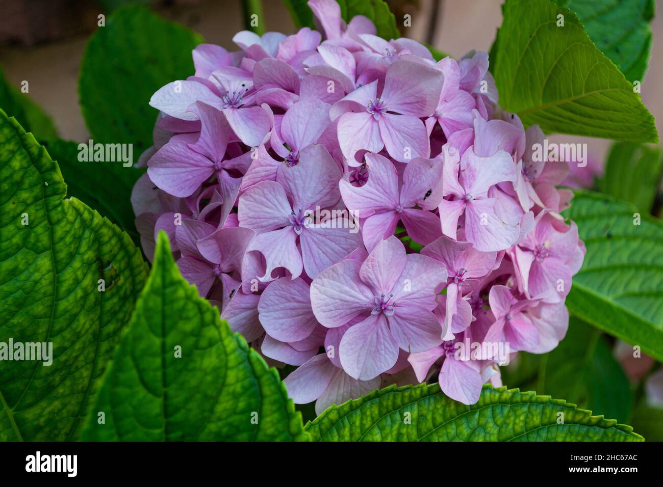 Bunch of light purple lacecap hydrangea flowers growing in the garden ...