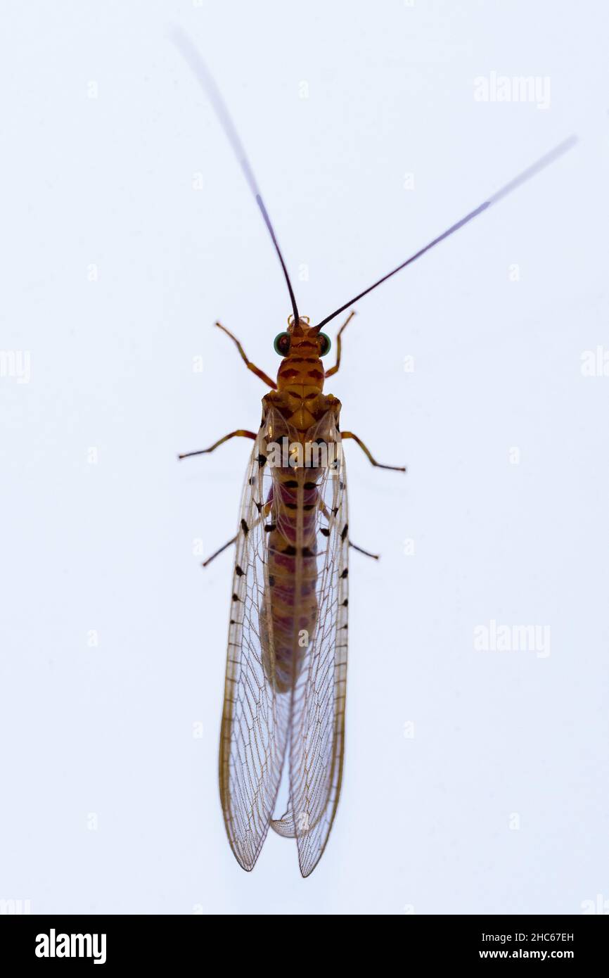 Neuroptera are an order of endopterygotic insects. Stock Photo
