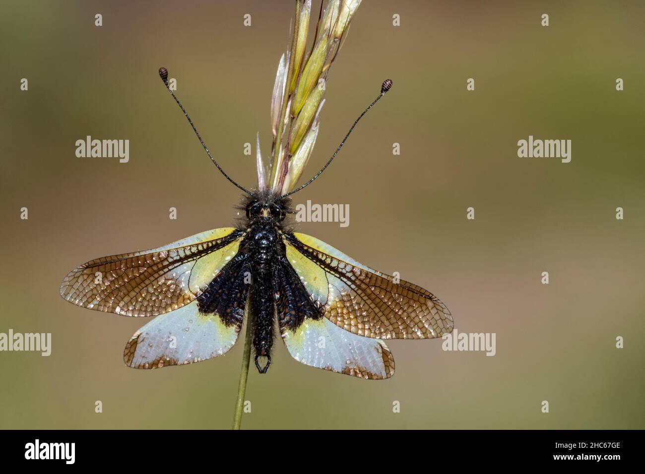 Neuroptera are an order of endopterygotic insects. Stock Photo