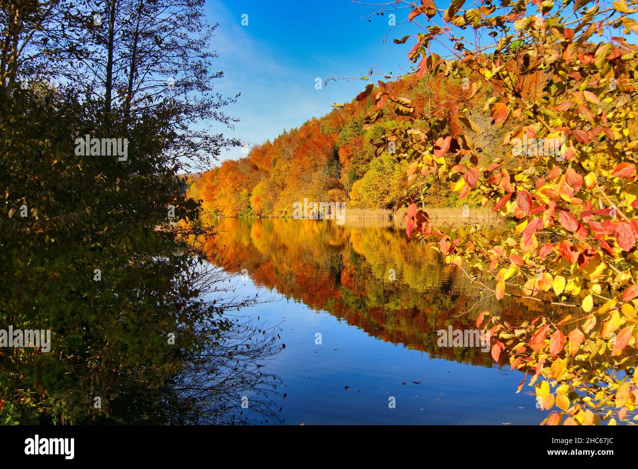 Serene landscape of golden trees reflecting in a lake in an enchanting ...