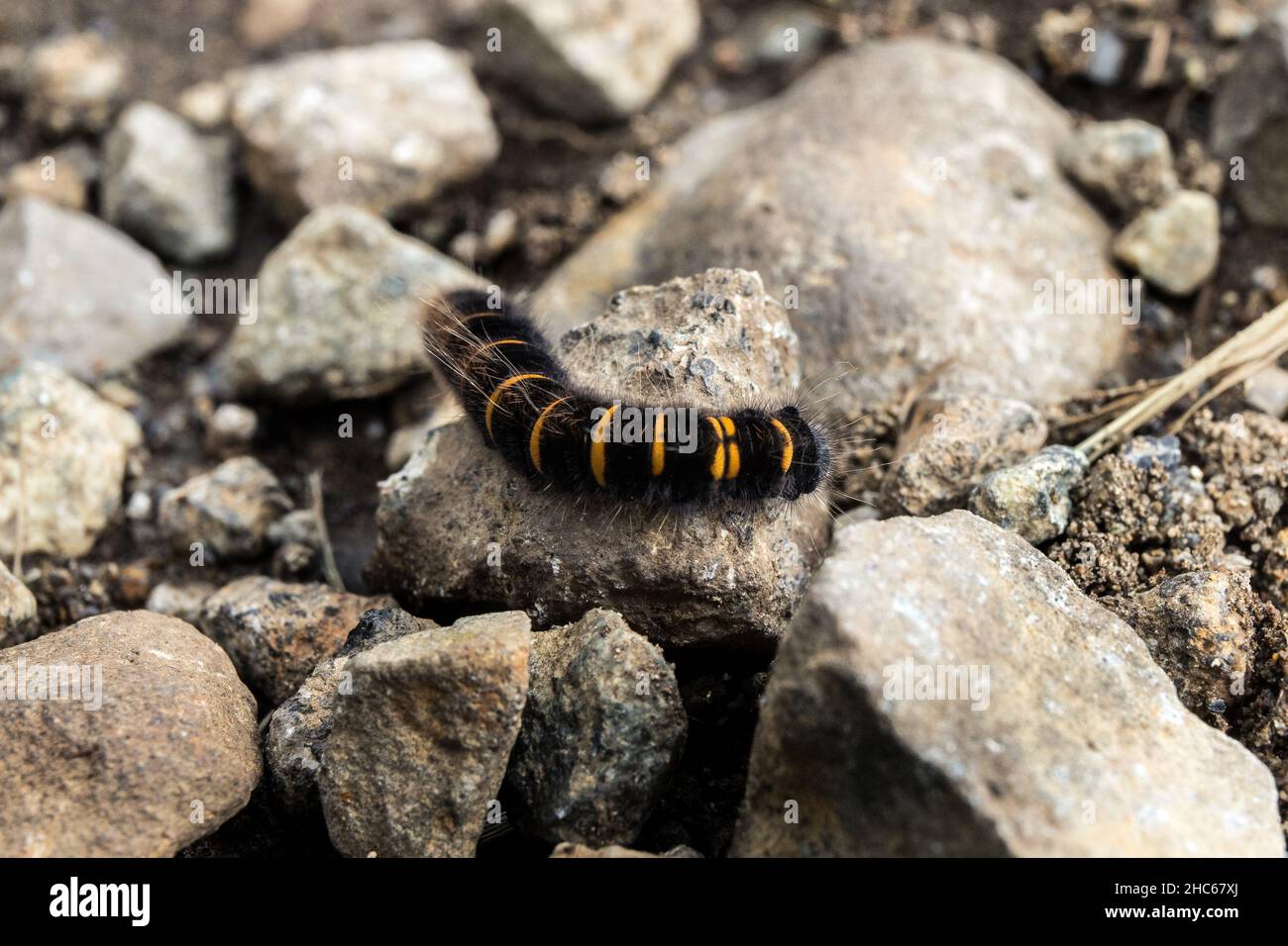 Black and yellow worm hires stock photography and images Alamy
