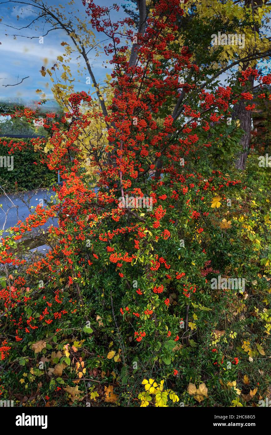 Beautiful shot shrub colorful hi-res stock photography and images - Alamy