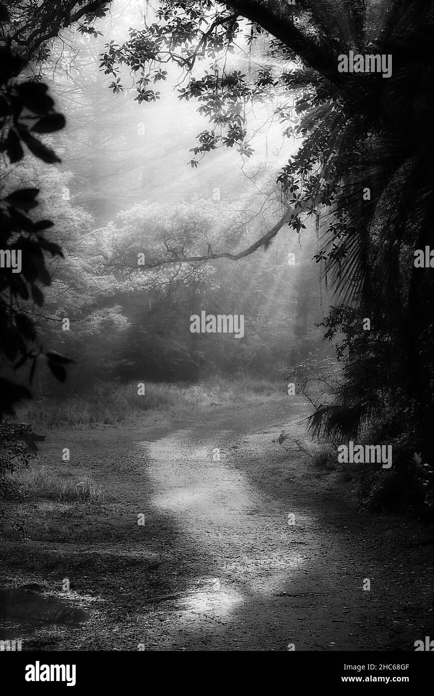 Grayscale shot of a road surrounded by trees after rain Stock Photo - Alamy