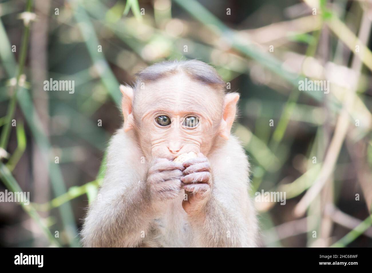 Albino Macaque Monkey Close-up. Beautiful Eyes Of An Animal. Stock Photo,  Picture and Royalty Free Image. Image 201992791.