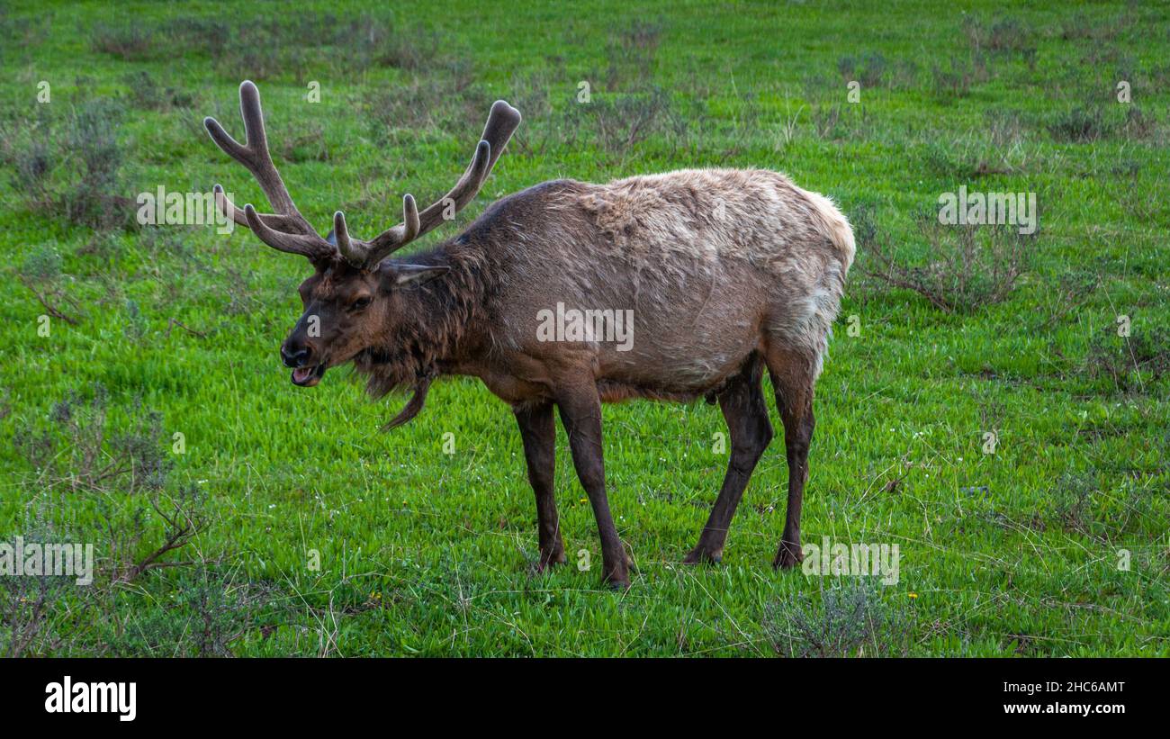 Deer in a grassland Stock Photo