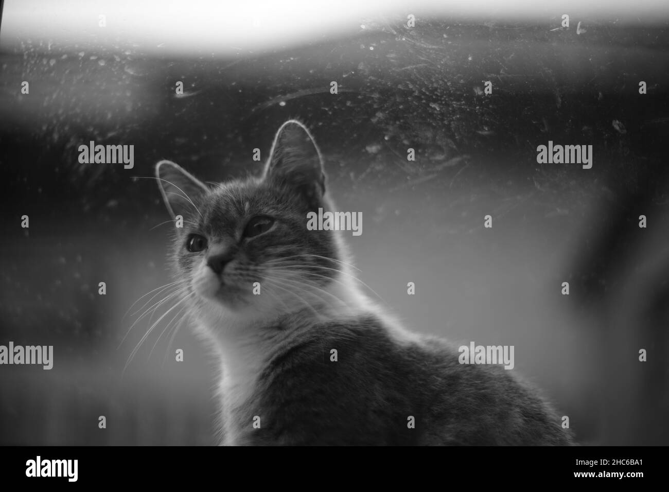 Cat sits on a windowsill outdoors. View through the glass. BW photo ...