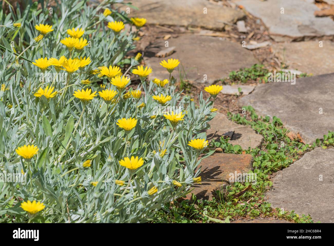 Gazania tomentosa or Silver Leaf Gazania is a yellow flowering ground cover from South Africa Stock Photo