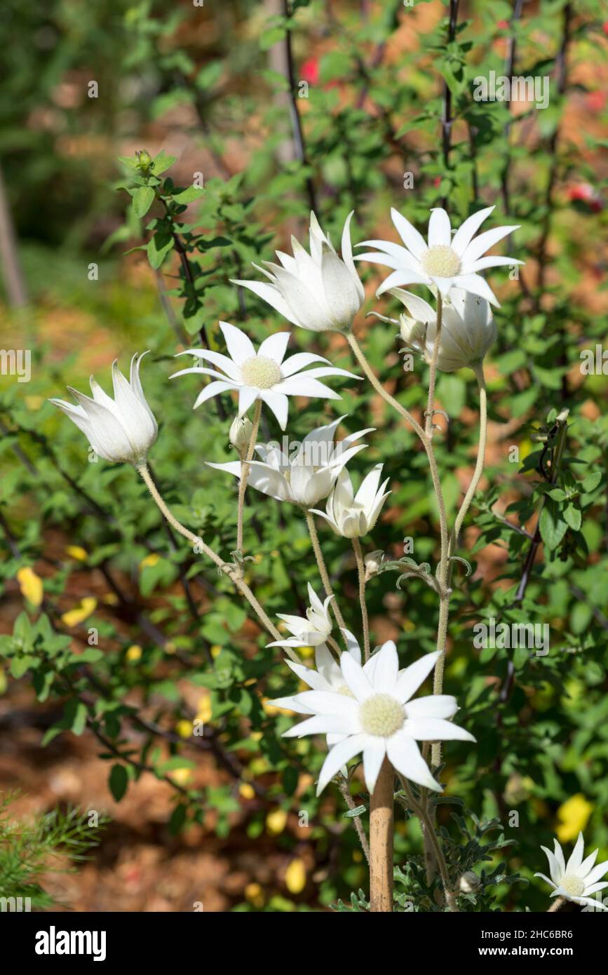Actinotus helianthi or Flannel Flower is native to the bushland around Sydney, Australia and notoriously difficult to cultivate in home gardens Stock Photo