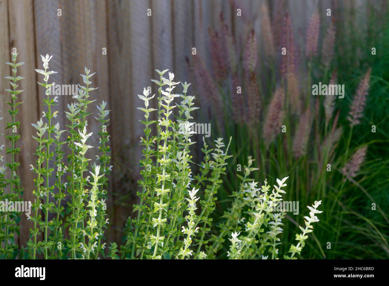 Clary sage plant (Salvia sclarea) growing in a backyard garden in Sydney, New South Wales, Australia Stock Photo