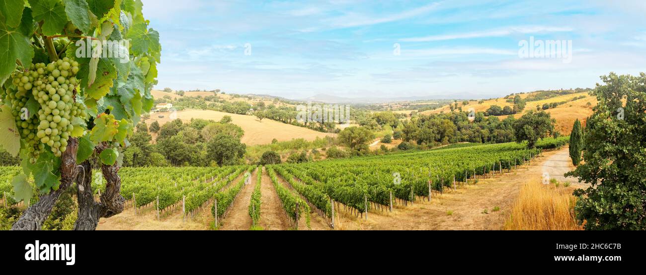 Vineyards with grapevine and hilly tuscan landscape near winery along Chianti wine road in the summer sun, Tuscany Italy Europe Stock Photo