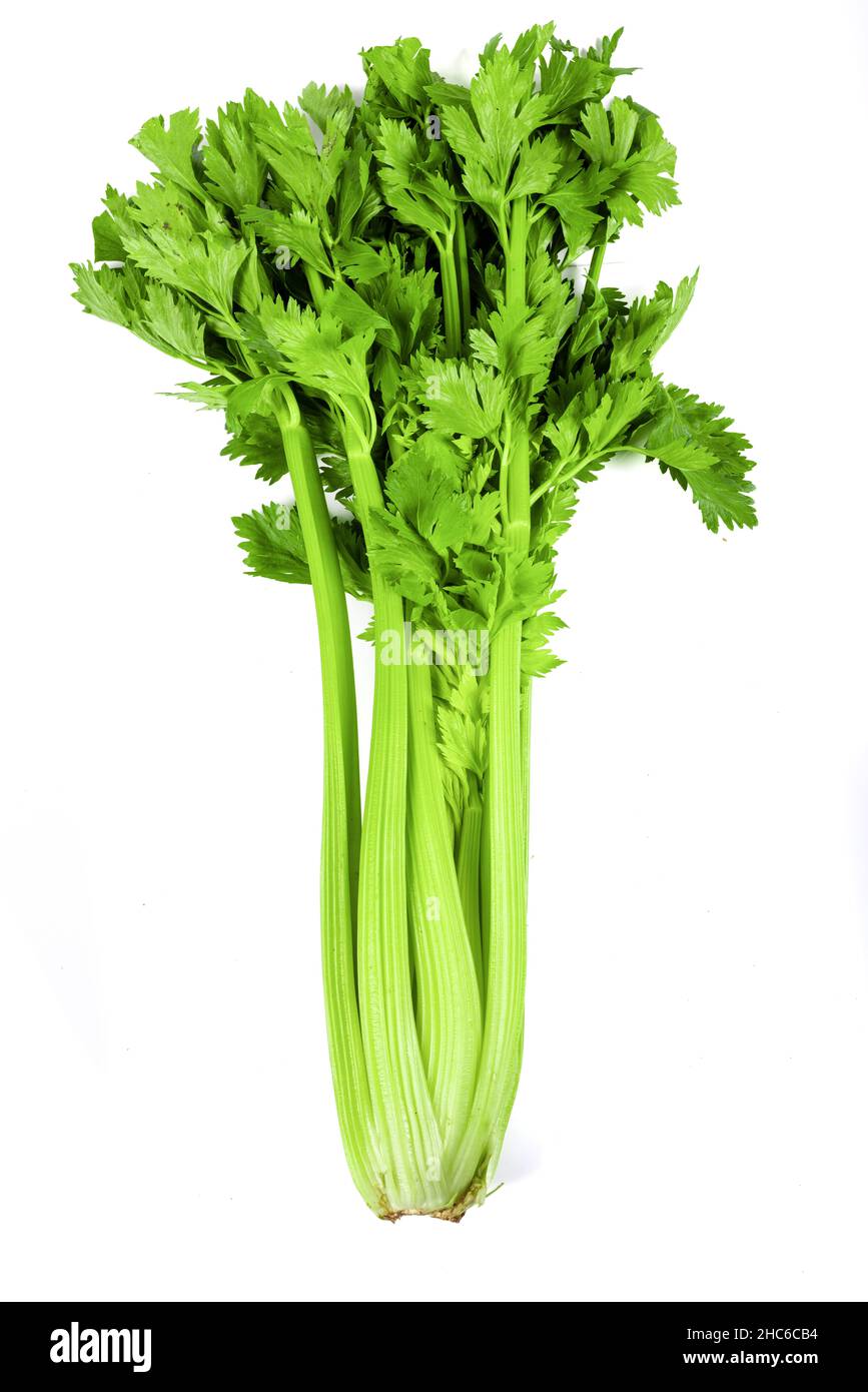 Freshly harvested celery stalk on a white background Stock Photo