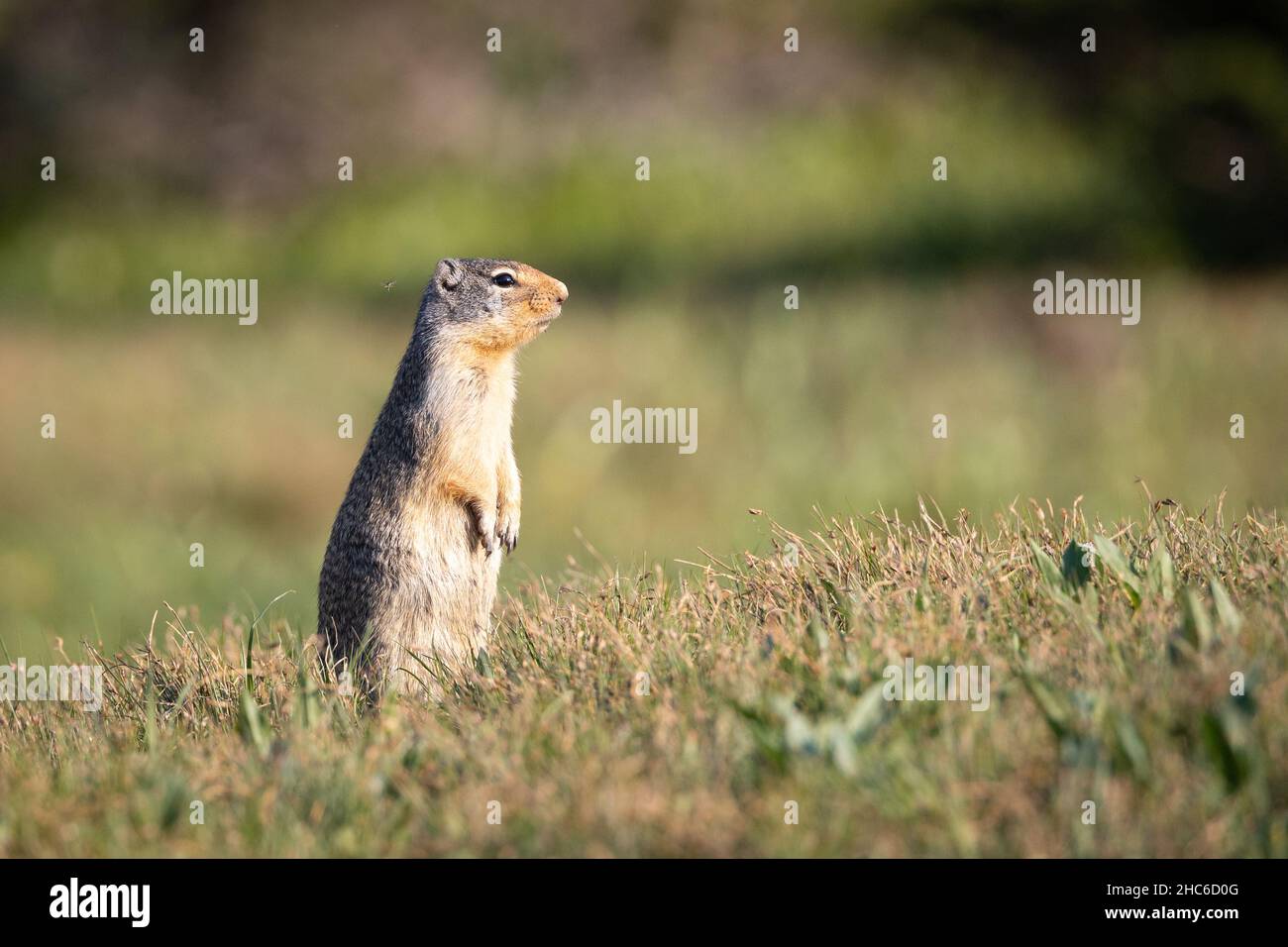 can you shoot prairie dogs in montana