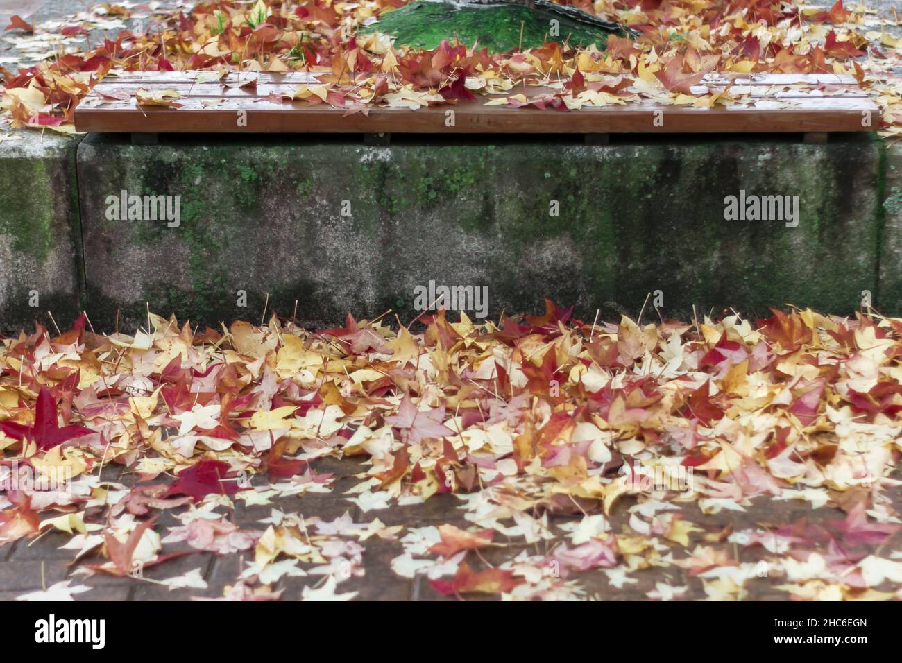 Close up shot leaves hi-res stock photography and images - Alamy