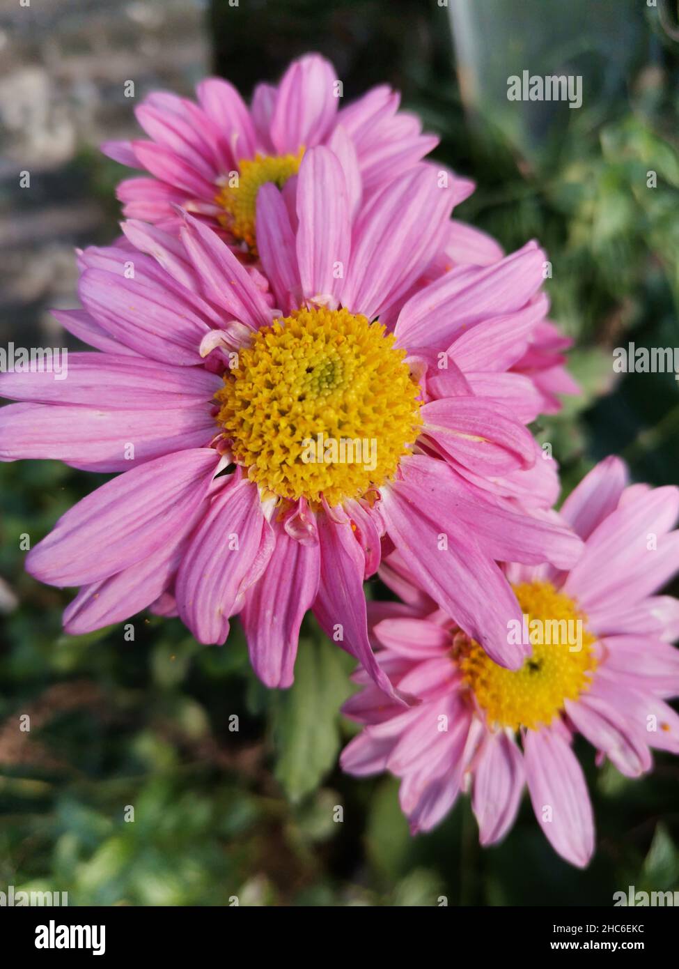 Top view of purple Pyrethrum flowers in the garden Stock Photo