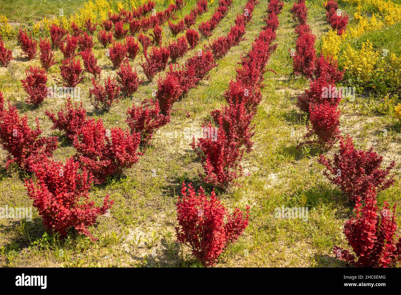 Plantation of Orange Rocket Barberry Shrub bushes in the field Stock Photo