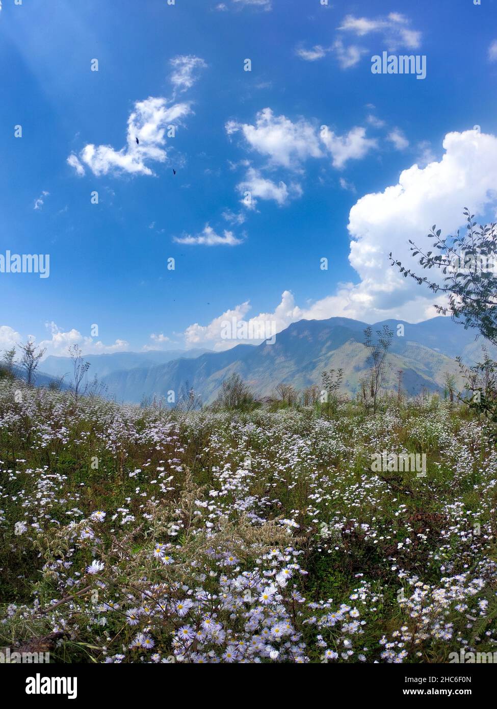 Wildflowers of india hi-res stock photography and images - Alamy