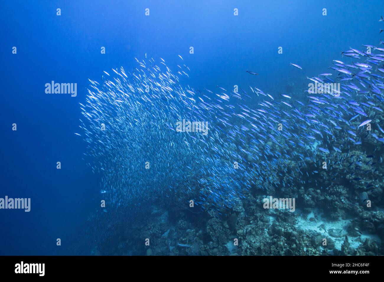 Seascape with School of Fish, Boga fish in the coral reef of the ...