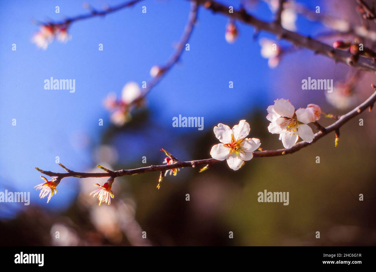 Almond tree blossom, Mandelbaum Blüte Stock Photo