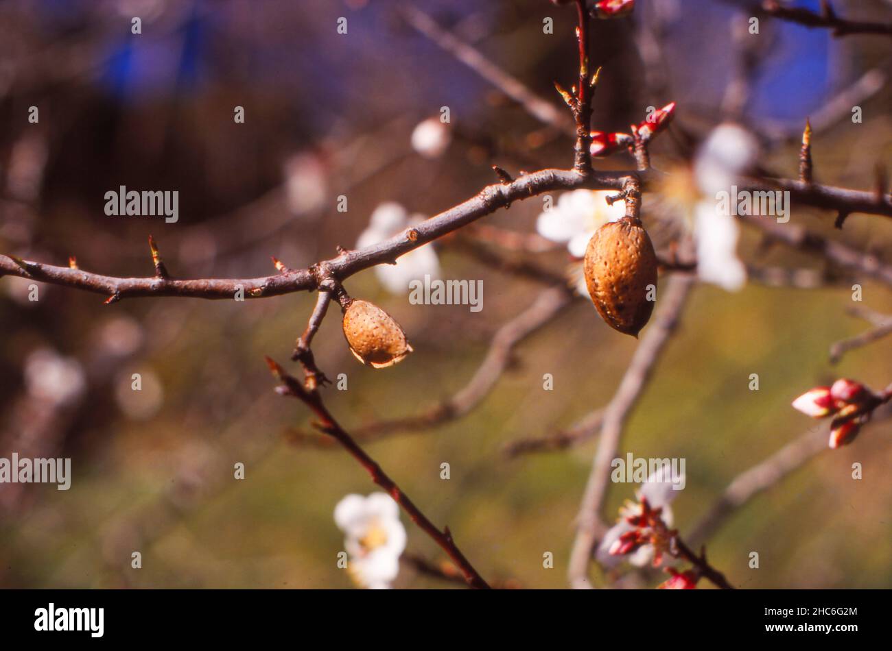 Almond tree in spring, Mandelbaum im Frühling Stock Photo