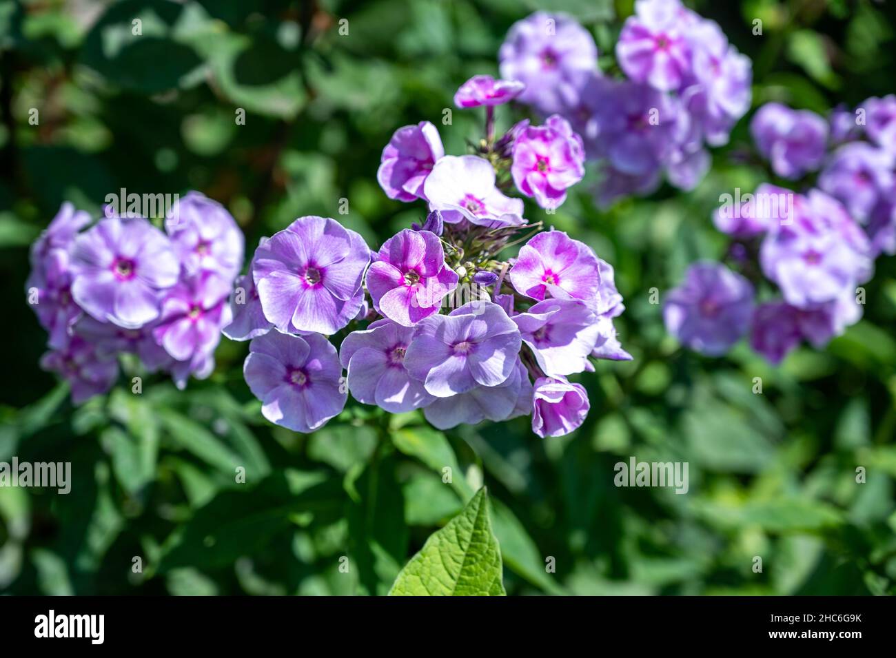 Beautiful purple garden phlox flowers blooming under the sun Stock