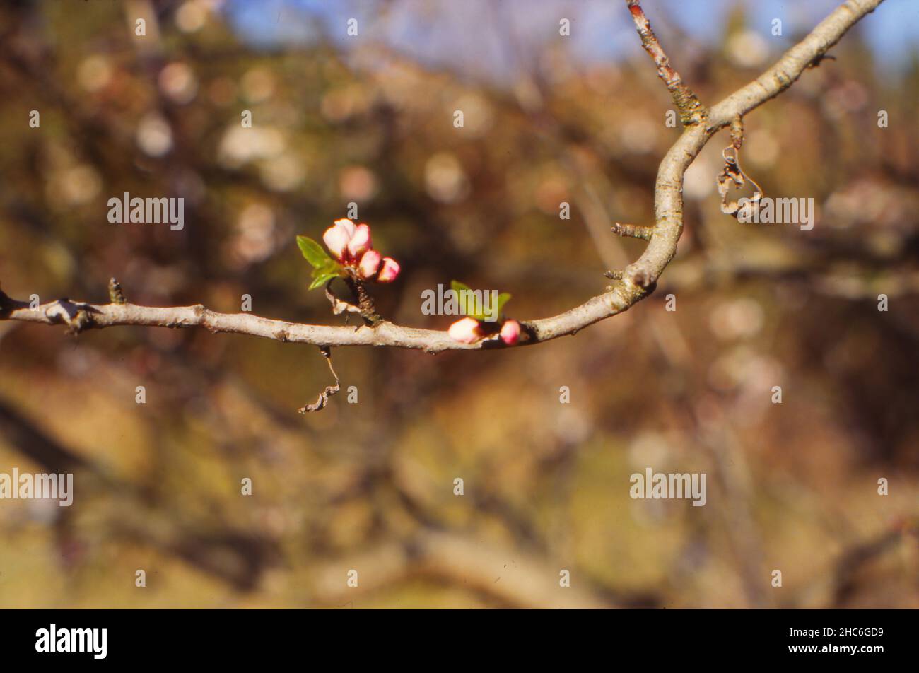 Almond tree blossom, Mandelbaum Blüte Stock Photo