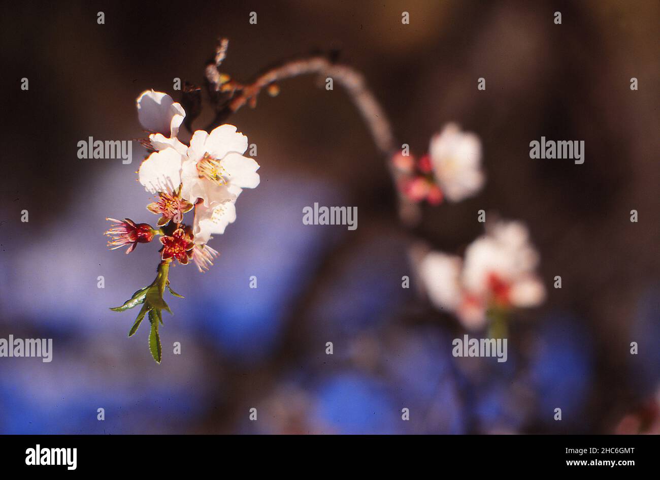 Almond blossom in spring, Mandelblüte im Frühling Stock Photo