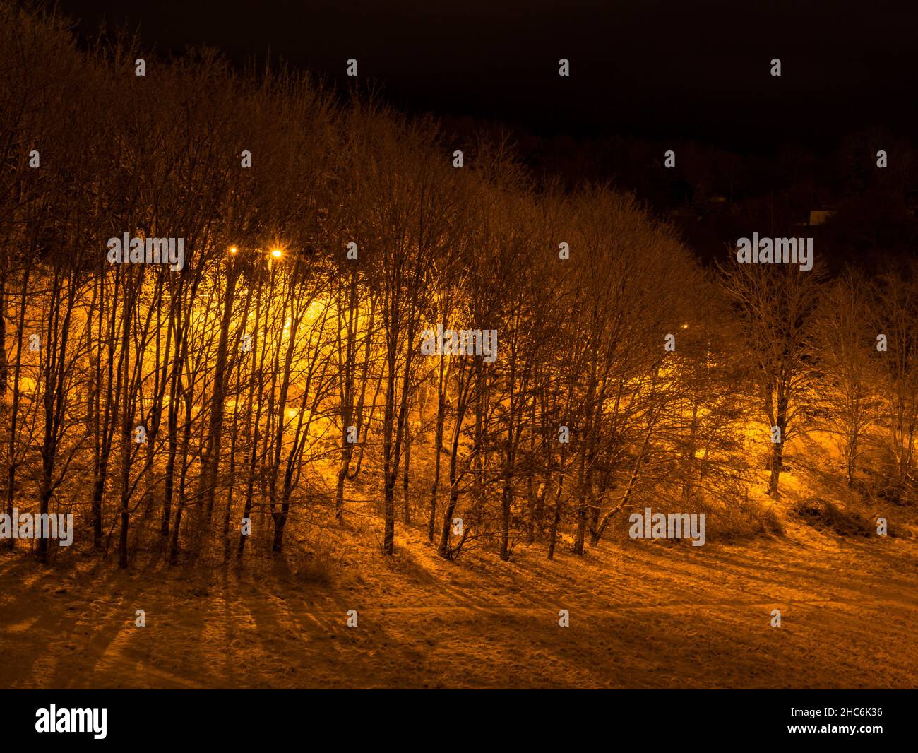 Orange-yellow light from street lamps illuminates snowy trees and meadow at night Stock Photo