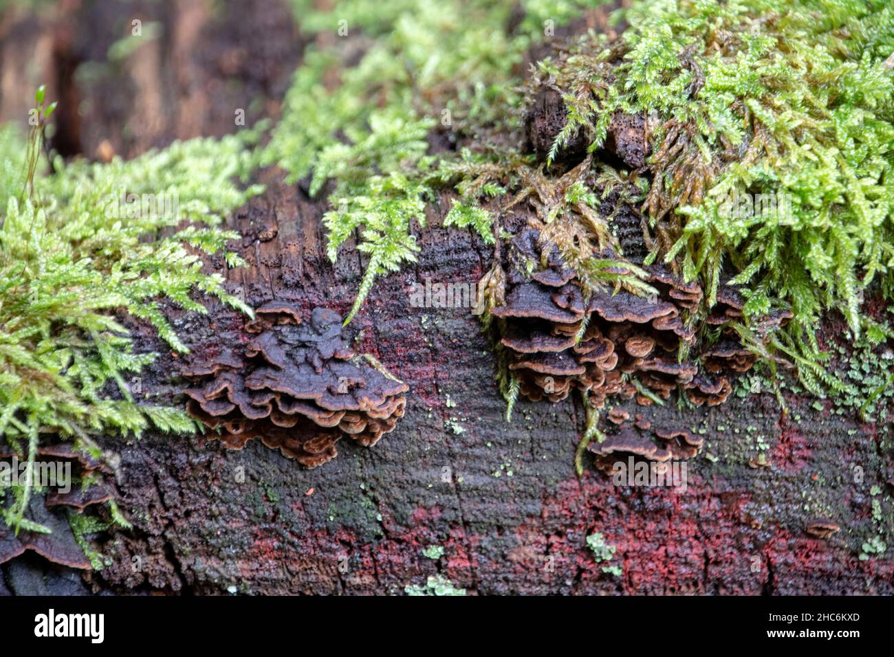 Hymenochaete rubiginosa oak curtain crust mushroom growing on tree in Palatinate Forest Stock Photo