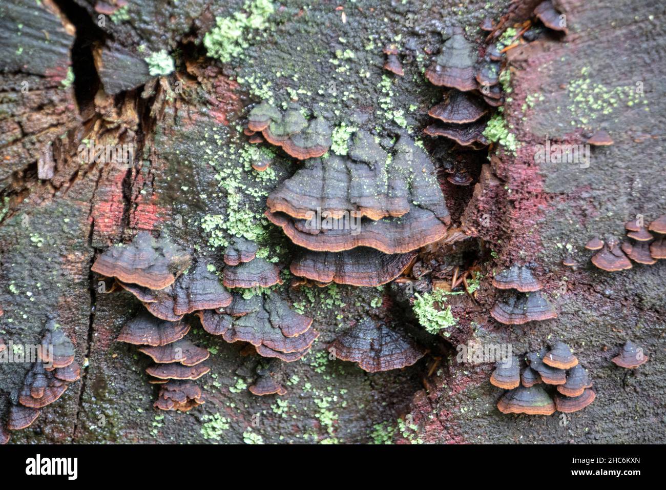 Hymenochaete rubiginosa oak curtain crust mushroom growing on tree in Palatinate Forest Stock Photo