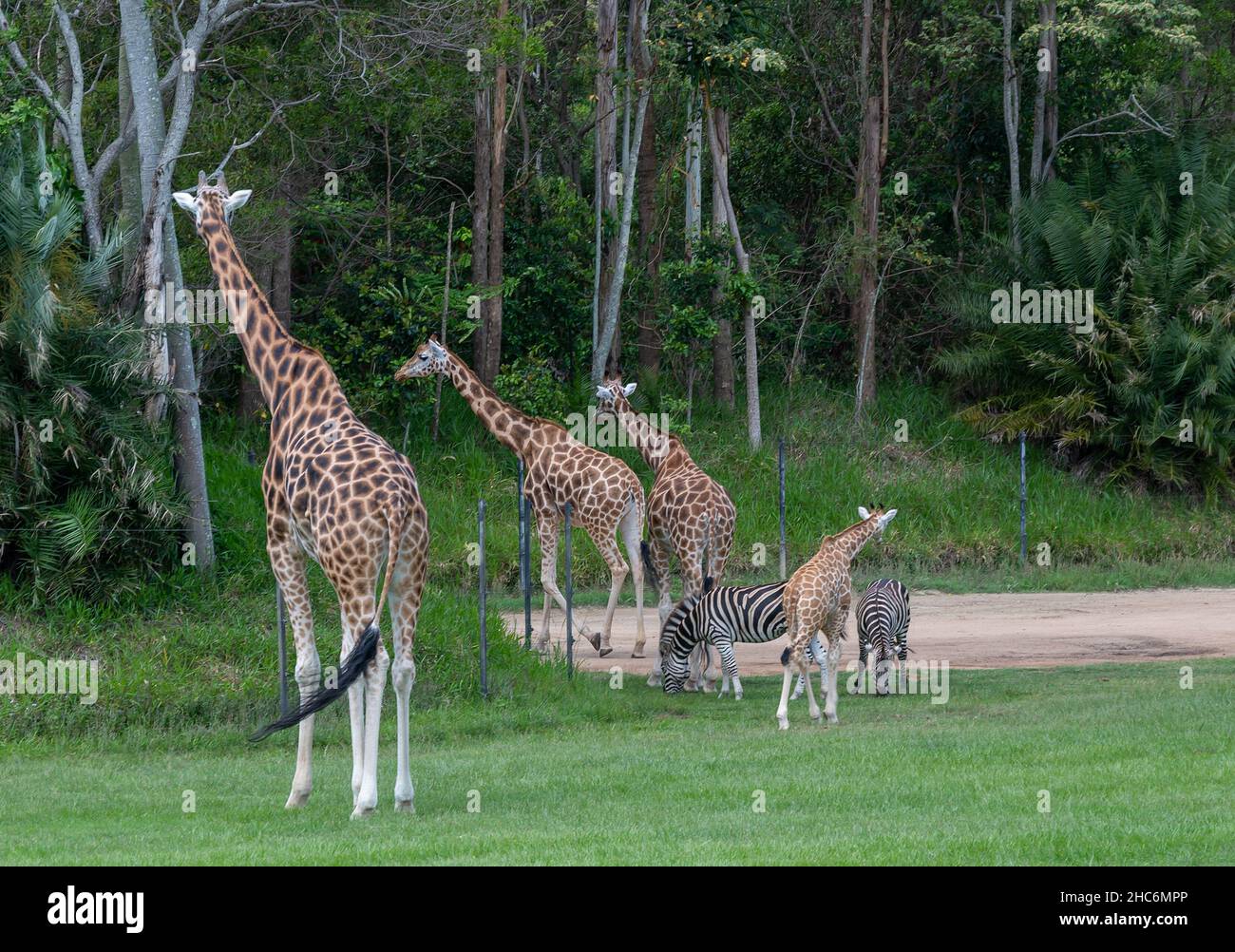 Giraffes and zebras in an open zoological garden in Queensland, Australia Stock Photo