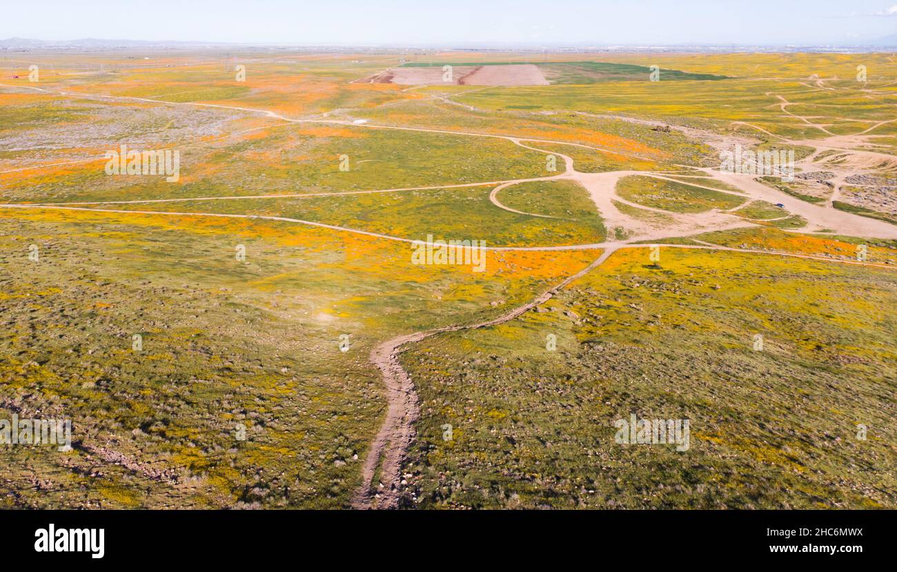 Aerial view of bright orange California Pobby (Eschscholzia) in the Antelope Valley, California, USA Stock Photo