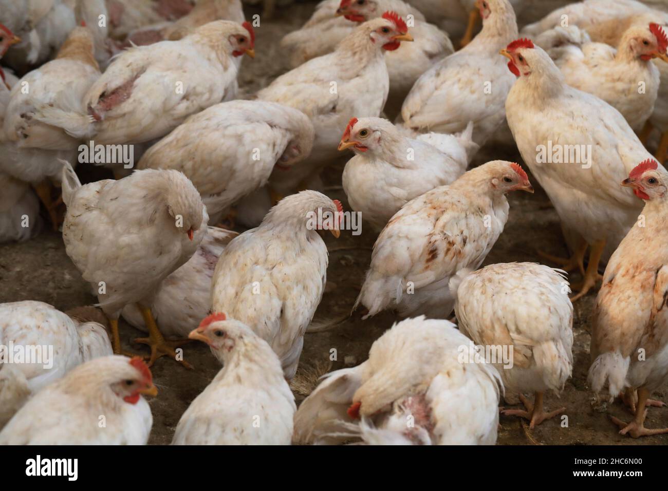 Dhaka, Bangladesh - December 03, 2021: The broiler chicken farm is one of the fastest growing and promising ones in Bangladesh. It contributes to the Stock Photo - Alamy Dhaka, Bangladesh - December 03, 2021: The broiler chicken farm is one of the fastest growing and promising ones in Bangladesh. It contributes to the Stock Photo - Alamy