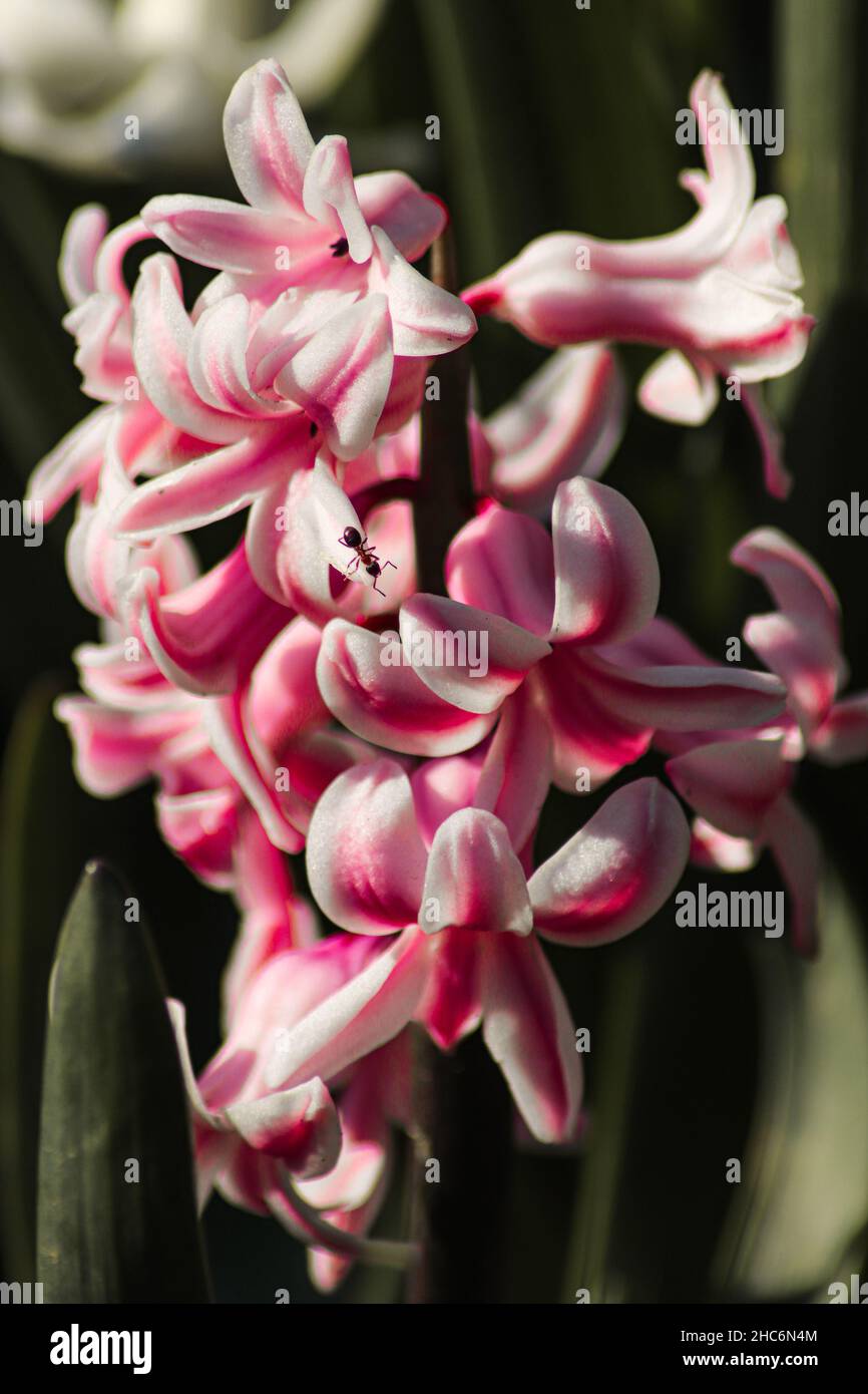 Vertical shot of soft pink Hyacinth flowers growing in a garden surrounded by lush greenery Stock Photo