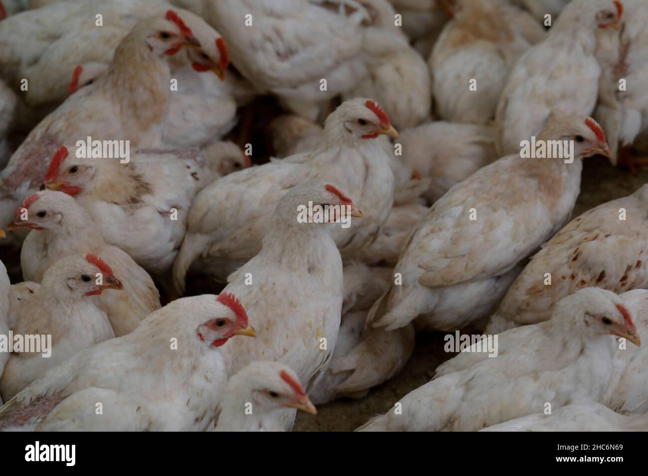 Dhaka, Bangladesh - December 03, 2021: The broiler chicken farm is one of  the fastest growing and promising ones in Bangladesh. It contributes to the  Stock Photo - Alamy