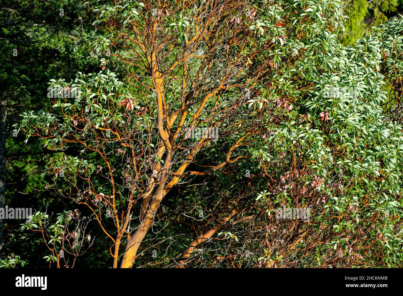 Fall colors at Esquimalt Lagoon, Victoria, BC Canada Stock Photo - Alamy