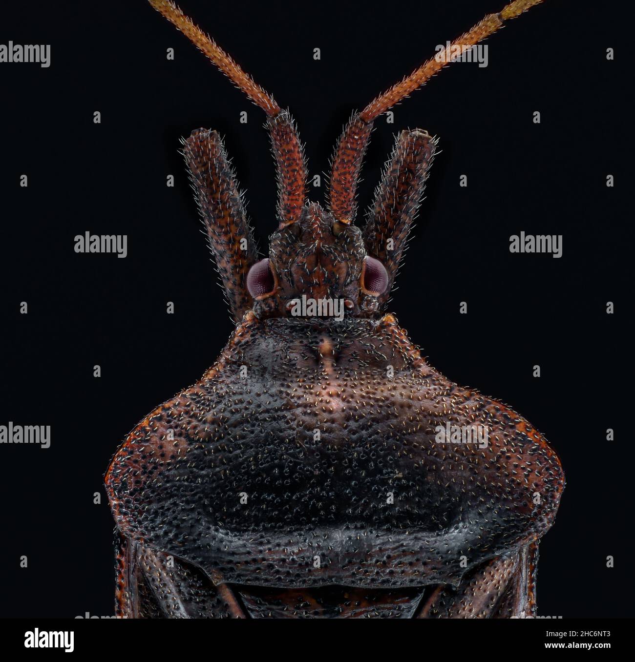 Extreme close up animal hi-res stock photography and images - Alamy