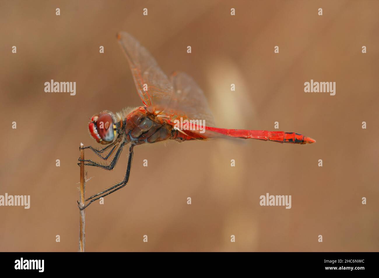 Closeup on a colorfull male migrant hawker dragonfly, Sympetrum fonscolombii haning on a twig in Southern France Stock Photo
