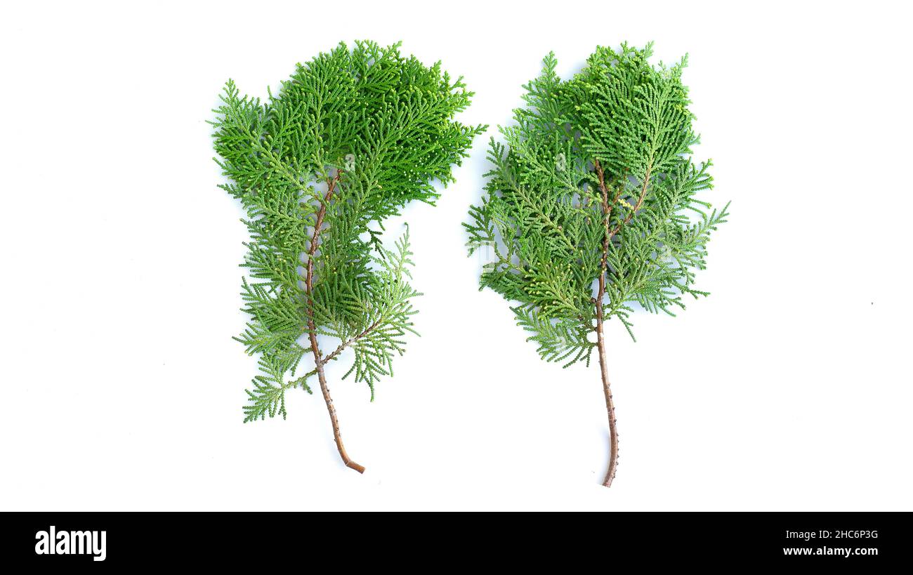Closeup Of Fresh Green Cedars Cypress Branches On White Background 